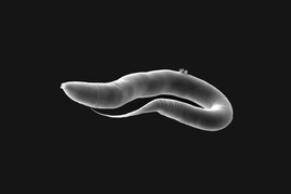 Bereits das angeborene Immunsystem des Fadenwurms C. elegans kann unterschiedliche und damit spezifische Reaktionen auf eine Infektion mit ähnlichen Krankheitserregern