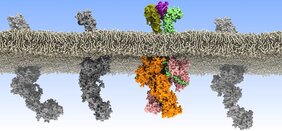 Wissenschaftler aus Deutschland, Großbritannien, Finnland und den USA entdecken, wie fehlgeleitete Kommunikation zwischen Zellen zu Leukämie führt. 