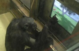 Schimpansen lernten schnell, sich in virtuellen Landschaften zurechtzufinden.