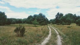 sandiger Weg durch brandenburgische Landschaft