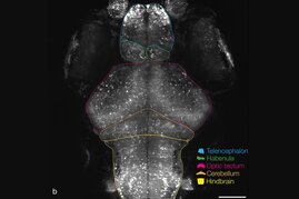Ein Zebrafischgehirn einer 6 Tage alten Larve im NeuroExaminer zeigt spontane Aktivität. Jeder der hellen weißen Punkte visualisiert eine aktive Nervenzelle. Nicht-aktive Nervenzellen sind weniger hell.  