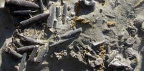 Die Belemniten (Kopffüßer aus dem Mesozoikum) im Bild stammen aus Peniche in Portugal.