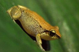 Johnstones Pfeiffrosch (Eleutherodactylus johnstonei)