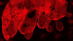 Das hergestellte Gewebe besteht aus mehreren Millionen synthetischen Zellen.
