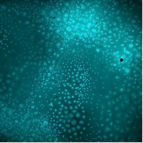 Mikrotubuli-Aster in einem zytoplasmatischen Extrakt des Krallenfrosches.