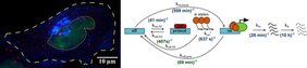 Mehrfarben-Fluoreszenzbild einer Zelle (links), Schemazeichnung des neuen Transkriptionsmodells 