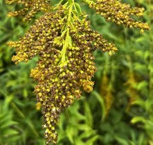 Goldrute Solidago canadensis wächst sehr gut in Schweizer Wäldern.