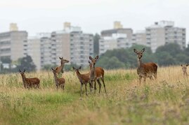 n diesen Zeiten, in denen der Mensch sich zurückgezogen hat, bekommen wir einen Eindruck, wie viel Natur uns die kommende UN-Dekade der Wiederherstellung von Ökosystemen bringen kann.