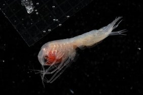 Die neu beschriebene Art Cleonardo helga aus der Amphipodenfamilie Eusiridae. Dieses neun Millimeter große Männchen wurde unmittelbar nach dem Fang an Bord aufgenommen. Die neu beschriebene Art Cleonardo helga aus der Amphipodenfamilie Eusiridae. Dieses neun Millimeter große Männchen wurde unmittelbar nach dem Fang an Bord aufgenommen.