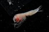 Die neu beschriebene Art Cleonardo helga aus der Amphipodenfamilie Eusiridae. Dieses neun Millimeter große Männchen wurde unmittelbar nach dem Fang an Bord aufgenommen.  