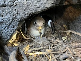Forschende fanden heraus, dass gängige Schadstoffe wie Quecksilber und PFAS (Ewigkeitschemikalien) die Funktion der Mitochondrien bei wildlebenden Sepiasturmtauchern beeinträchtigen. Sepiasturmtaucher im Nest