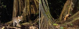 Der Ozelot (links) und das Opossum sind beide im Regenwald zuhause