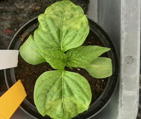 Eine Pflanze mit Blatt-Ringflecken-Symptom, verursacht durch das Tomato spotted wilt virus an Paprika 