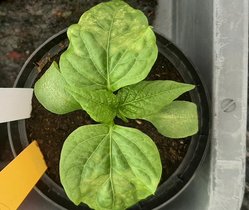 Eine Pflanze mit Blatt-Ringflecken-Symptom, verursacht durch das Tomato spotted wilt virus an Paprika 