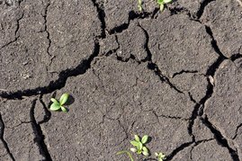 Forschende der Universität Leipzig sind in einer neuen Studie der Ursache der überdurchschnittlich starken sommerlichen Austrocknung der Böden und der steigenden Temperaturen in Europa auf den Grund gegangen. Ausgetrockneter Boden