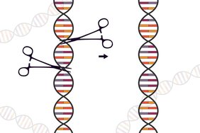 CRISPR/Cas Technologie