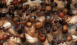 Ein Nest der Zimmermannsameise „Camponotus nicobarensis“
