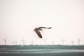 Möwe vor Windkraftanlagen in Deutschland. 