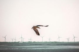 Möwe vor Windkraftanlagen in Deutschland. Möwe vor Windkraftanlagen in Deutschland.