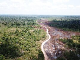 Luftbild: Straße durch einen Wald links davon Brnadfläche