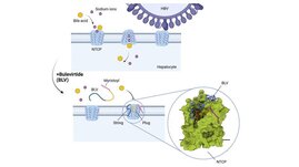 Schematische Darstellung der molekularen Blockade des Rezeptormoleküls NTCP durch Bulevirtide 