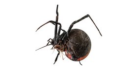 Ein Latrodectus-Weibchen (groß) mit einem L. hasselti-Männchen, welches den Salto schon gemacht hat und mit dem Hinterleib auf den Mundwerkzeugen des Weibchens liegt Ein Latrodectus-Weibchen (groß) mit einem L. hasselti-Männchen, welches den Salto schon gemacht hat und mit dem Hinterleib auf den Mundwerkzeugen des Weibchens liegt