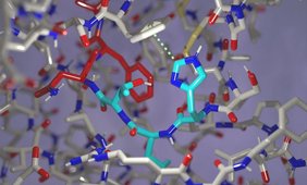 Grafik: Drei Aminosäuren (türkis) sind perfekt orientiert zur Selbstspaltung der Proteinkette.