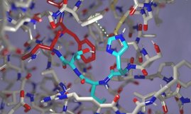 Drei Aminosäuren (türkis) sind perfekt orientiert zur Selbstspaltung der Proteinkette. Grafik: Drei Aminosäuren (türkis) sind perfekt orientiert zur Selbstspaltung der Proteinkette.