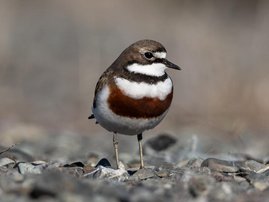 Der Doppelband-Regenpfeifer ist in Neuseeland endemisch. 