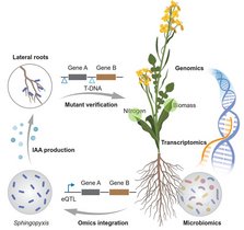 Grafik: Ein schematisches Modell, das das Potenzial von Omics-Vorhersagen zur Identifizierung kausaler Wechselwirkungen zwischen Pflanzen und Mikroorganismen bei Brassica napus veranschaulicht.