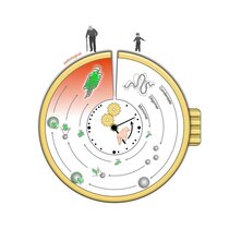 Visualisierung einer Proteinaggregationsuhr