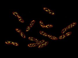 Sich teilende Zellen von Vibrio natriegens, fotografiert mit höchstauflösender Mikroskopie (Super-resolution microscopy), bei der die Zellmembran (rot) und DNA (gelb) vorübergehend angefärbt sind.