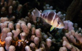 Braunband-Hamletbarsch (Hypoplectrus puella), Bocas del Toro Archipel, Panama 