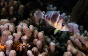 Braunband-Hamletbarsch (Hypoplectrus puella), Bocas del Toro Archipel, Panama 