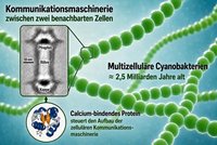 Schon Urbakterien besaßen interzelluläre Kommunikationsstrukturen wie heute Menschen