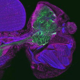 Gewebeschnitt durch den Kopf einer Fruchtfliege