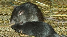 Ratten der Art Rattus rattus (im Bild) können gefährliche zoonotische Krankheitserreger wie Leptospira interrogans (Leptospirose), Streptobacillus moniliformis (Rattenbissfieber), Seoul-Orthohantavirus und das Ratten-Hepatitis-E-Virus übertragen.