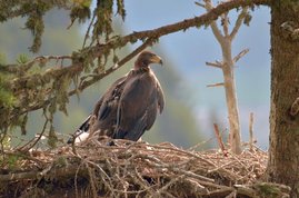 Steinadler mit einem GPS-Sensor in Südtirol