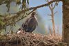 Steinadler mit einem GPS-Sensor in Südtirol Steinadler mit einem GPS-Sensor in Südtirol