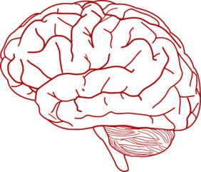 Umrisszeichnung eines menschlichen Gehirns