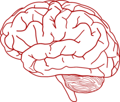 Umrisszeichnung eines menschlichen Gehirns