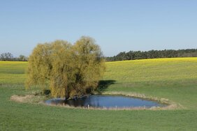 Kleingewässer, wie dieser Soll erfüllen wichtige Funktionen in Agrarökosystemen