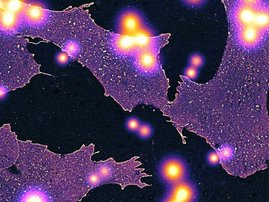 Künstlerische Darstellung einzeln aufgelöster Glykane vor ganzen Zellen. 