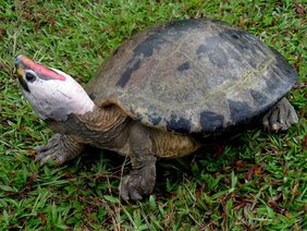 Die Callagur-Schildkröte (Batagur borneoensis) aus Südostasien wurde in den letzten 30 Jahren durch die Ausbeutung als Nahrungsmittel fast ausgerottet. 