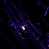 Reifer, myelinbildender Oligodendrozyt aus dem Cingulate Cortex einer 5 Monate alten, männlichen Maus umhüllt die langen Fortsätze von Nervenzellen mit einer schützenden Myelinschicht (rote und gelbe Markierungen). 
