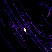 Reifer, myelinbildender Oligodendrozyt aus dem Cingulate Cortex einer 5 Monate alten, männlichen Maus umhüllt die langen Fortsätze von Nervenzellen mit einer schützenden Myelinschicht (rote und gelbe Markierungen). 