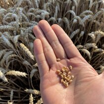 Natur Plants Weizenkörner in einer geöffneten Hand