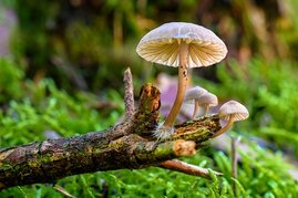 Pilze wachsen auf einem Baumstamm