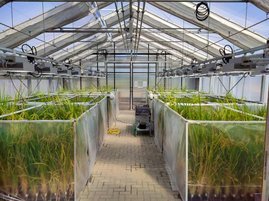 Reislinien in einem Gewächshaus Reislinien in einem Gewächshaus