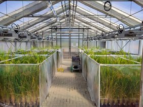 Reislinien in einem Gewächshaus Reislinien in einem Gewächshaus